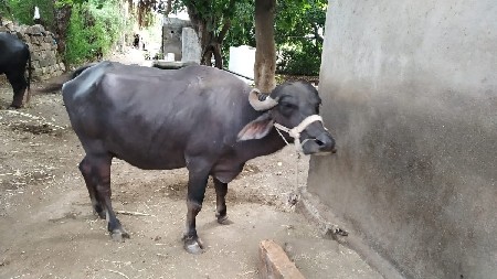 🏡 ખડેલી વેચવાની છે