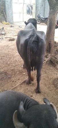 ભેંસ વેસવાની શે