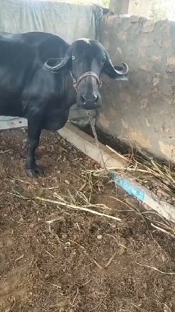 ભેંસો વેચવાની છે
