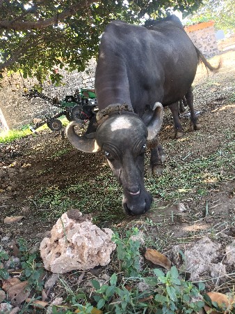 ભેંસ વેચવાની છે