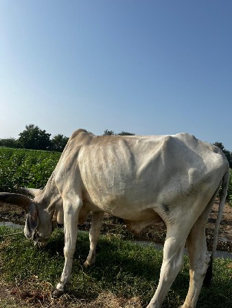 બળદ વેચવાના છે