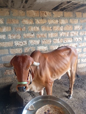 ત્રણ વર્ષની વોળકિ