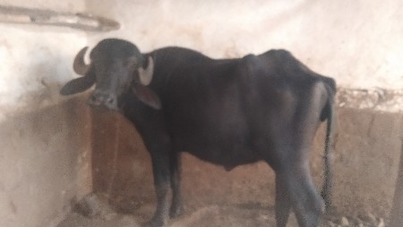ખડેલી