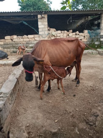 ગાય વેચવાની છે