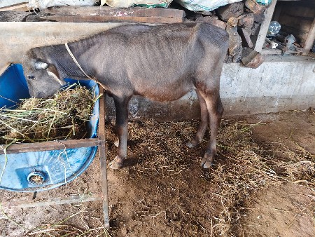આ પાડો વેચવા નું છે