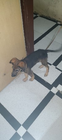 જર્મન સફટ