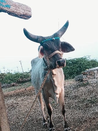 હોડકી વેચવા ની છે કાંકરેજ