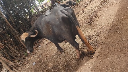 વેચવાનિ