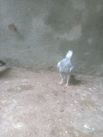કબુતર વેચવાના છે