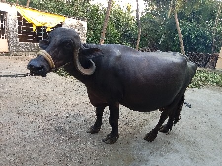 ભેંસ વેચવાની છે