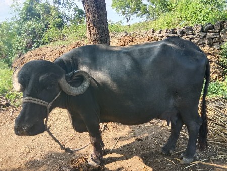 ભેંસ વેચવાની છે
