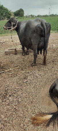 વેચવાની છે