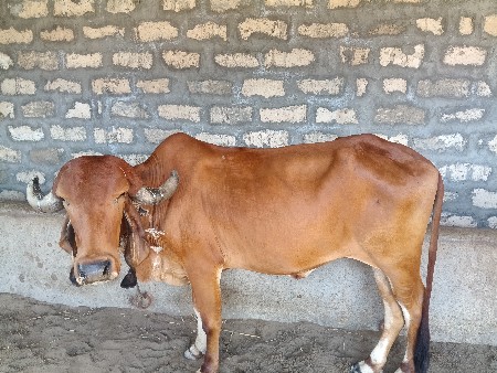 ગીર ગાય વેચવાની છે