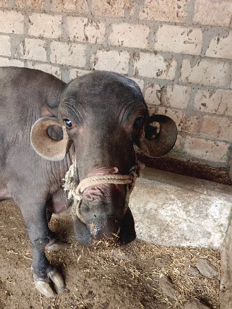 ભેંસ