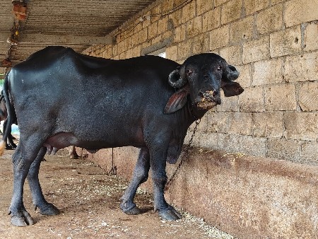 ભેંસ