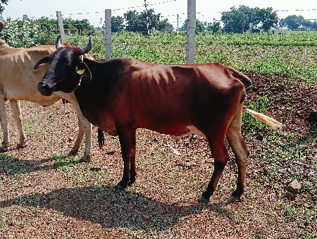 વેચવાની સે