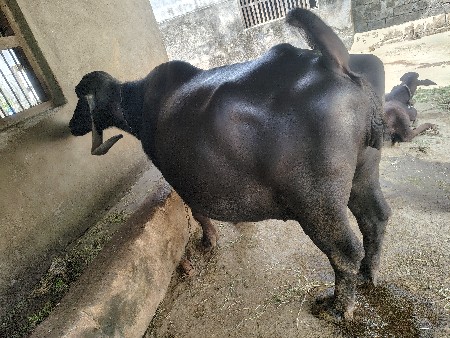 ભેંસ વેચવાની છે