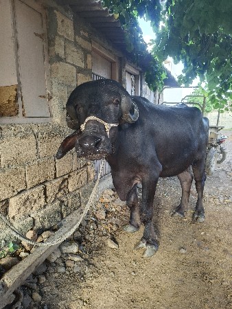 ભેંસ વેચવાની છે