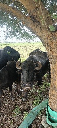 ભેંસ વેચવાની છે.