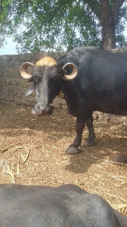 બીજુ વેતર ખડેલી