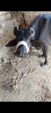 ભેંસ વેચવાની સે