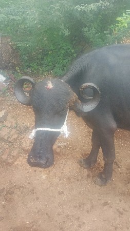 મનાદિવાણેલસે