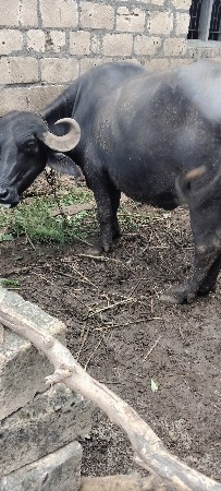 ભેંસ વેચવાની છે