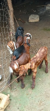એક બાકરી ને ચાર બકરાં (બોકડા )