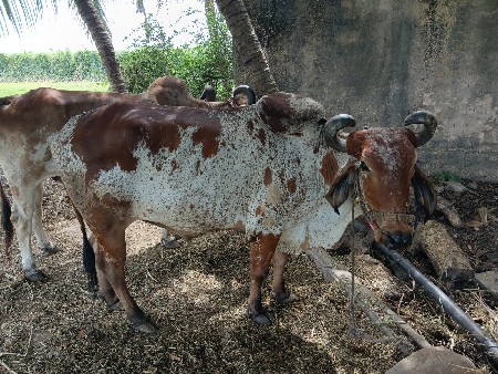 બળદ વેચવાના છે
