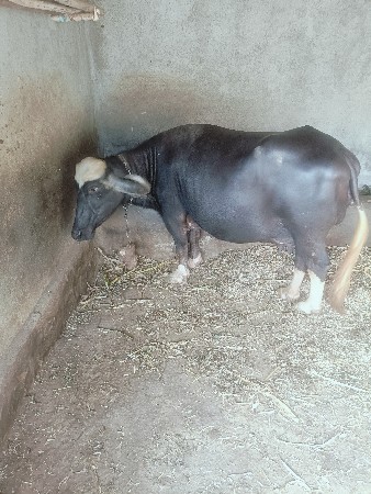 ભેસ‌ વૅશવાનિસે ૩ વેતર છે