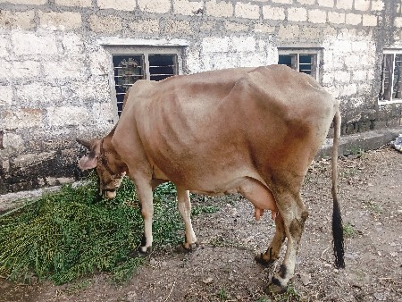 hf jarce gay vesvani ce
