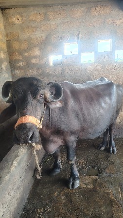 ભેસ વેચવાની છે