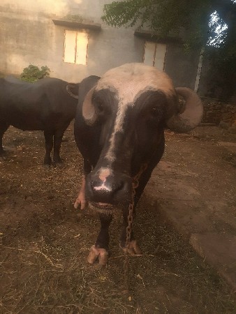 10 મહિનાની છે 15દિવસ  ની કાચીછે