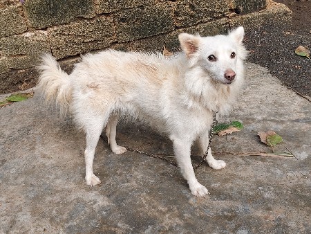 pamuliyn  Dog vesvanu  che