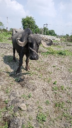 પચીસ દિવસની કાચી છે
