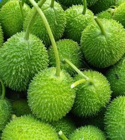 કંકોડા, कंटोला