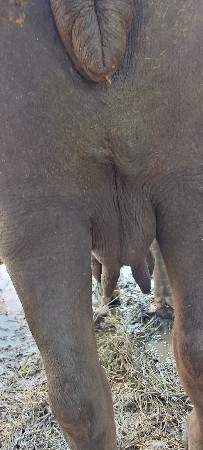 બે ભેસવેસવાનિસે