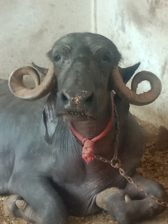 ભેંસ