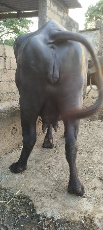 ભેંસ વેચવાની છે