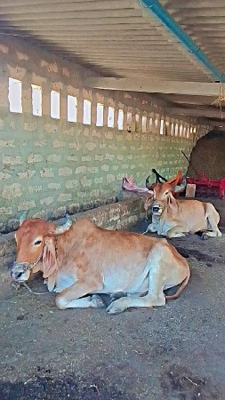 ગોઢલા