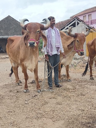 2 jod chhe 1 jod vechvanu chhe