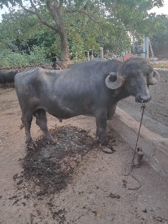 આ‌ પાડો વેચવાનો છે