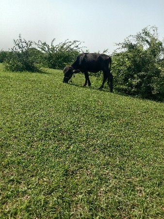 પાડી વેચવાની છે