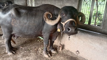 ભેંસ વેચવાની છે