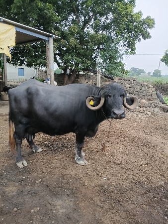 3 vetar vayase