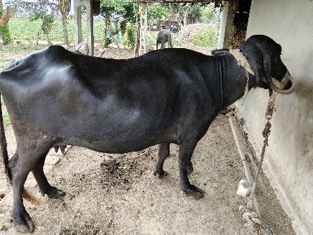 ભેંસ વેચવાની છે.