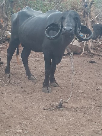 ભેસ વેચવાની છે