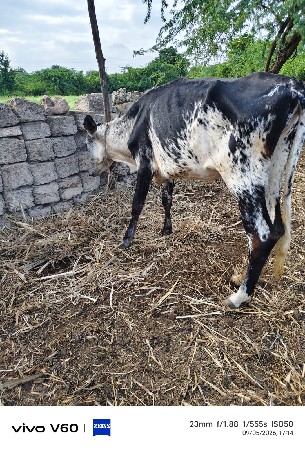 3 Hf હોડકા