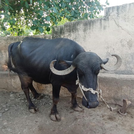 ભેંસ વેચવાની