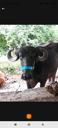 khadeli vechvani se